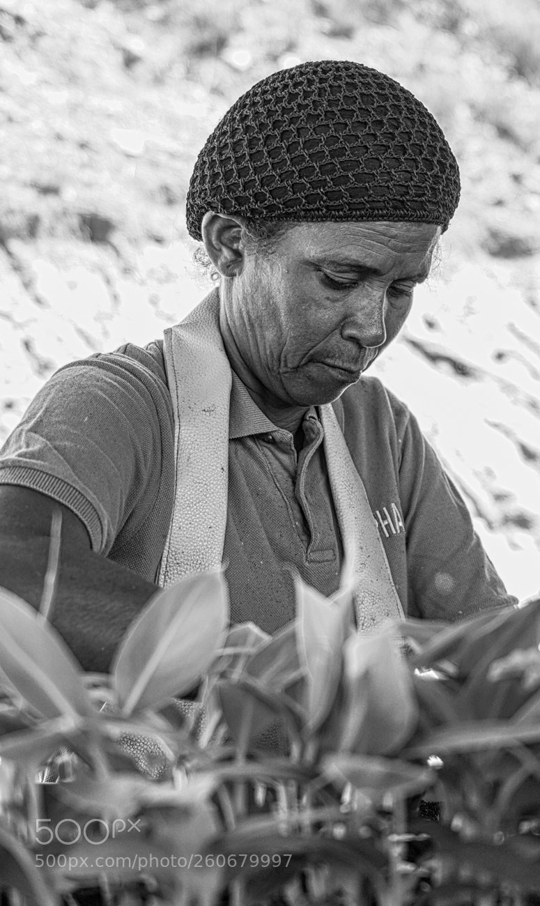 Sony a7 III sample photo. Banana plant workers photography