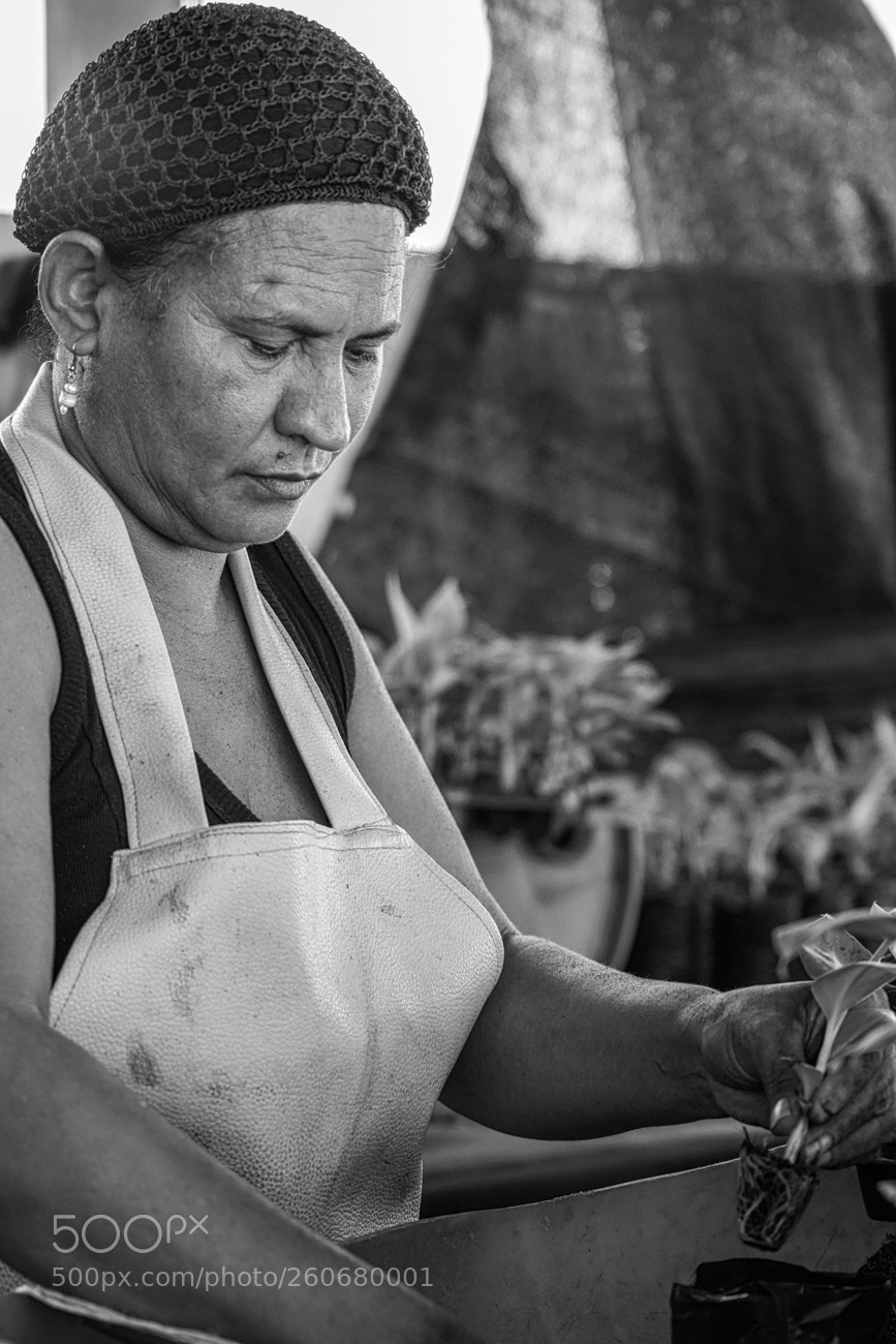 Sony a7 III sample photo. Banana plant workers photography