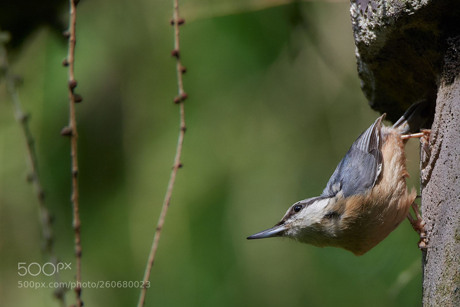 Nikon D7500 sample photo. Eurasian nuthatch photography