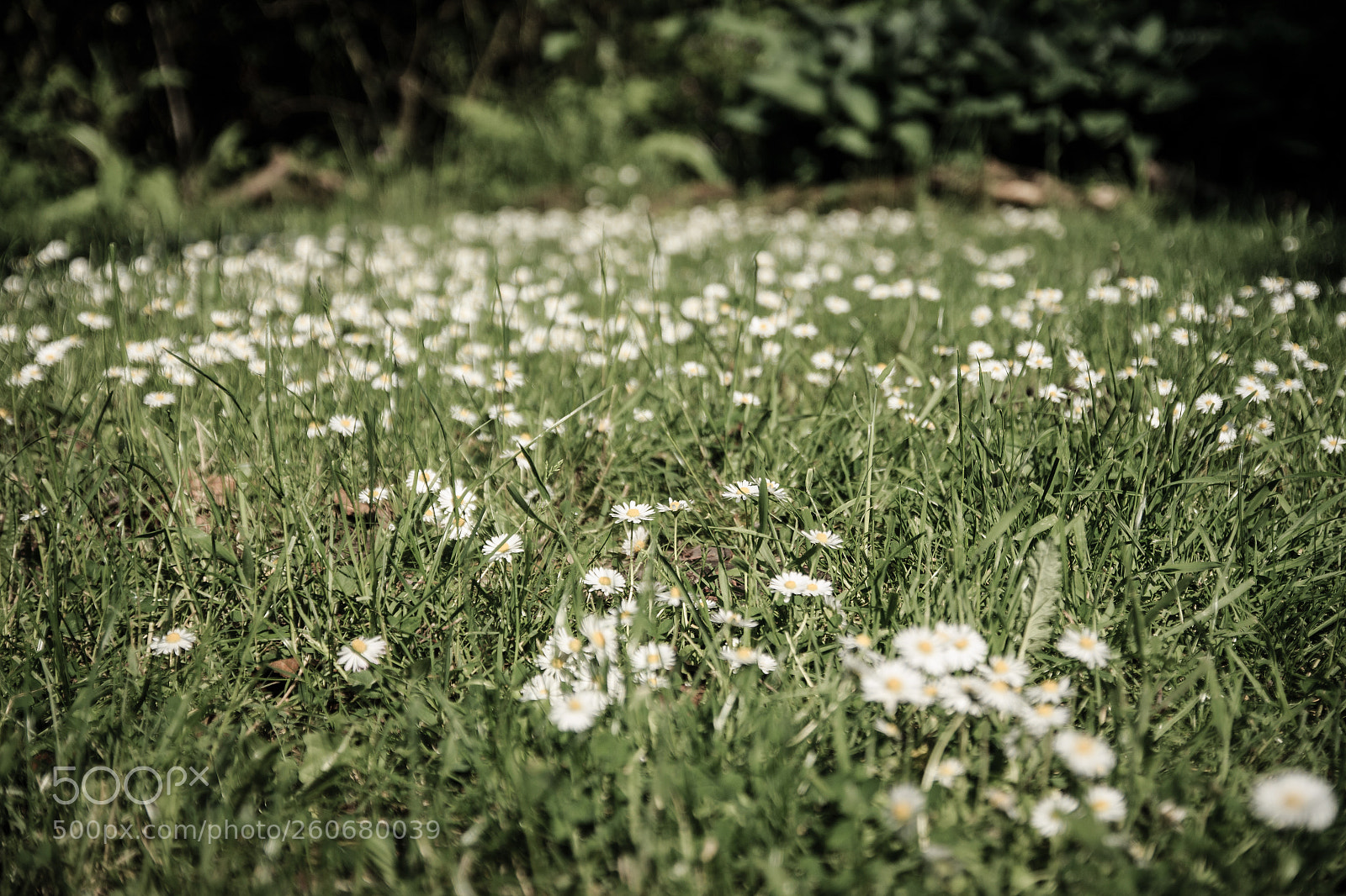 Canon EOS 650D (EOS Rebel T4i / EOS Kiss X6i) sample photo. Down low (152/365) photography