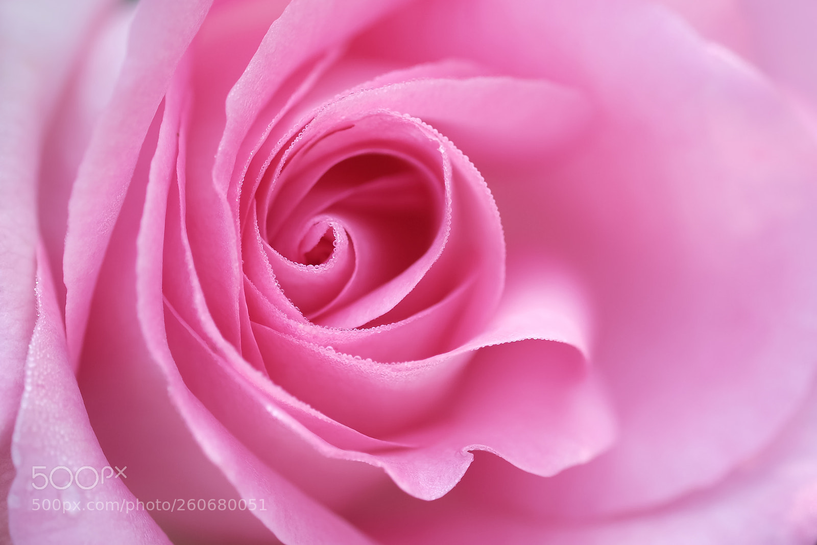 Fujifilm X-Pro2 sample photo. Rose encore photography