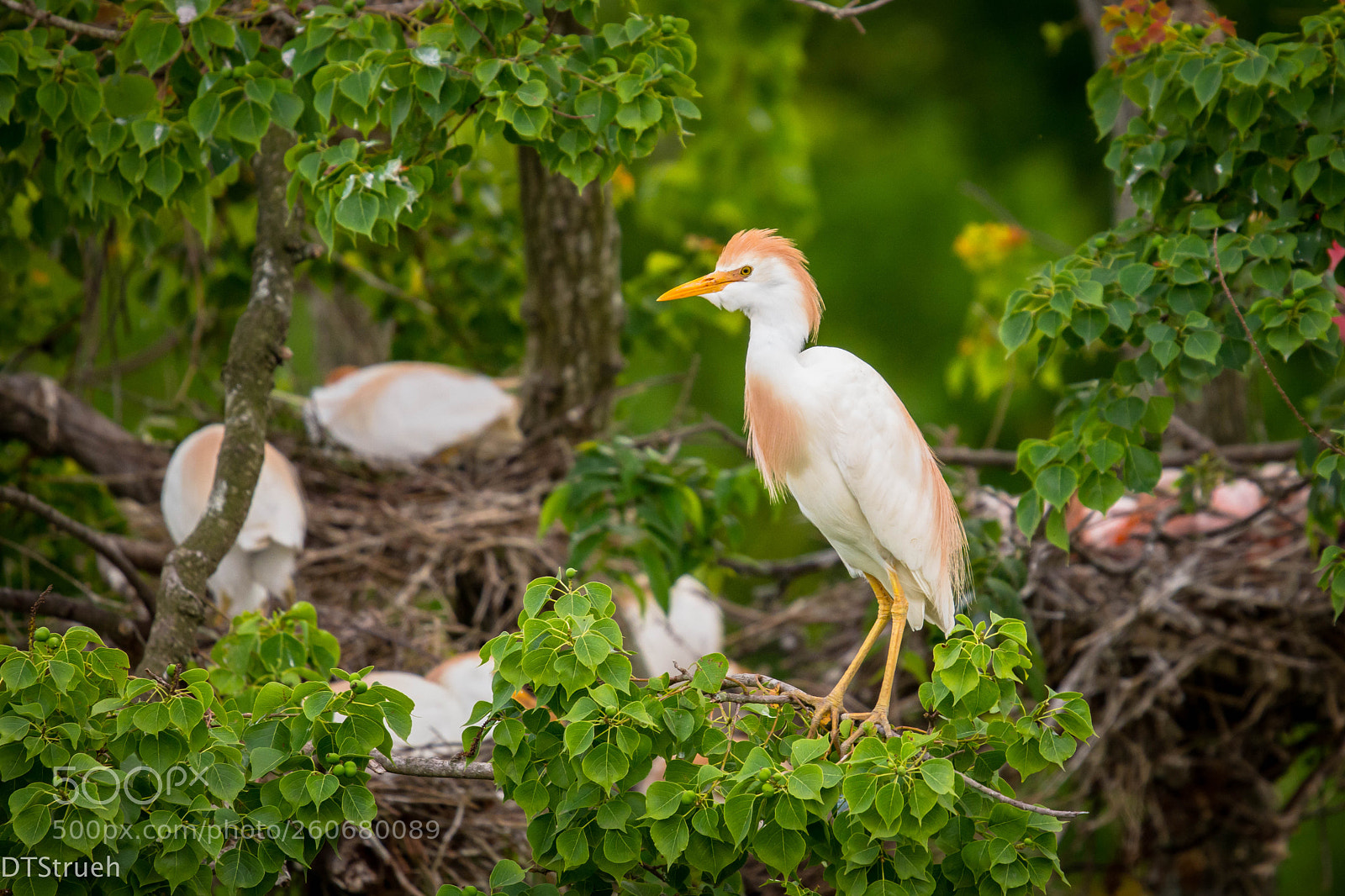 Nikon D7200 sample photo. Roosting cattle egret photography