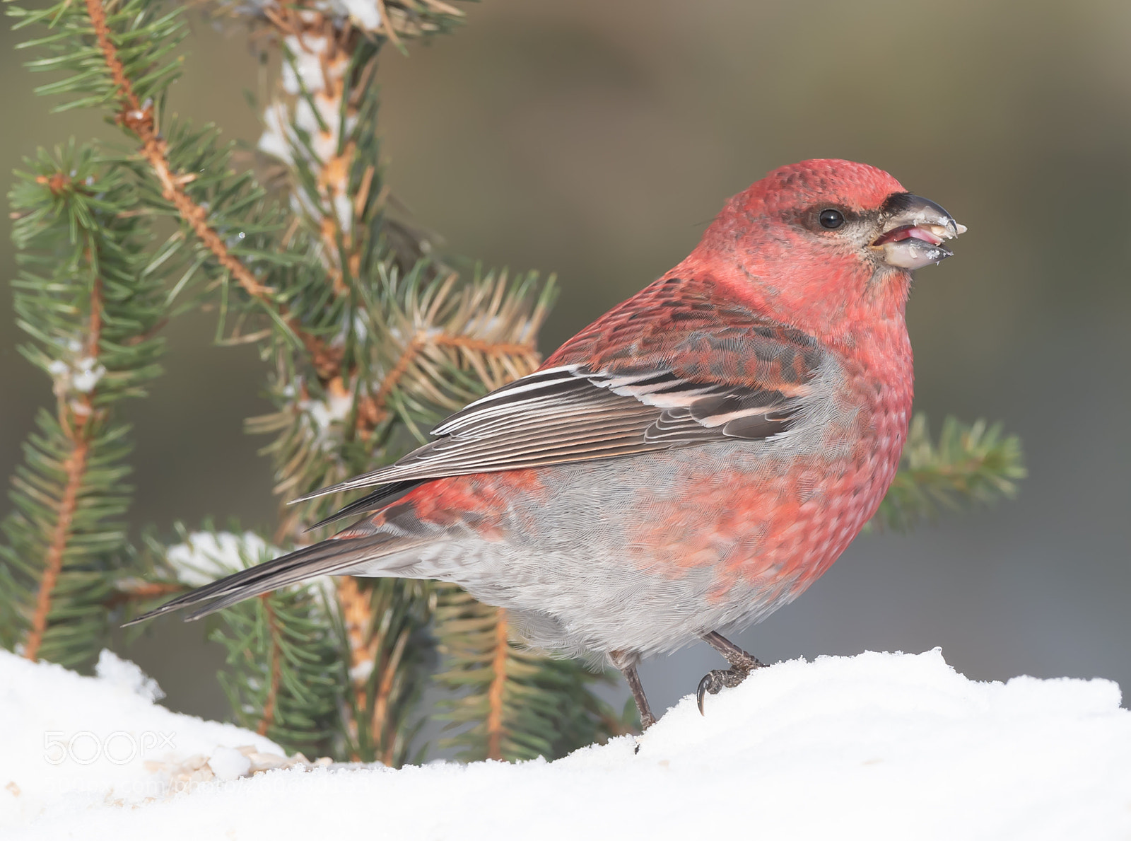 Nikon D5 sample photo. Pine grosbeak eating pine photography