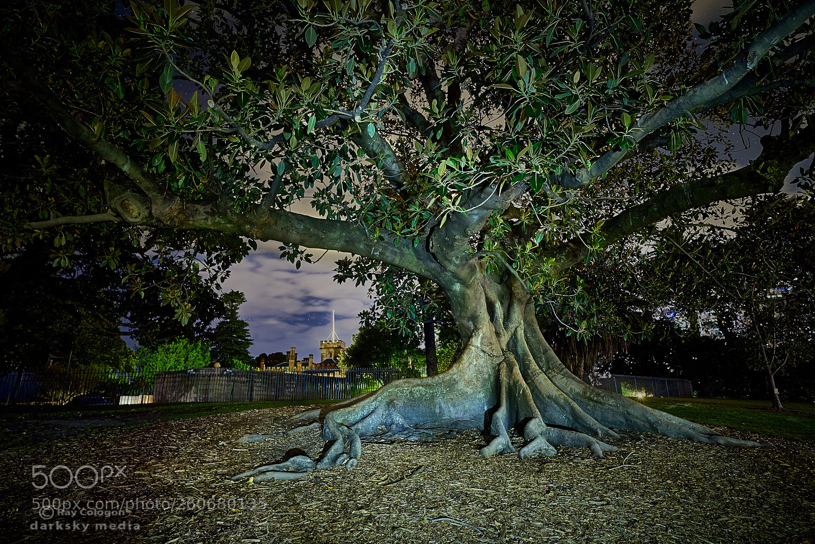 Sony a7R III sample photo. Tree of light photography