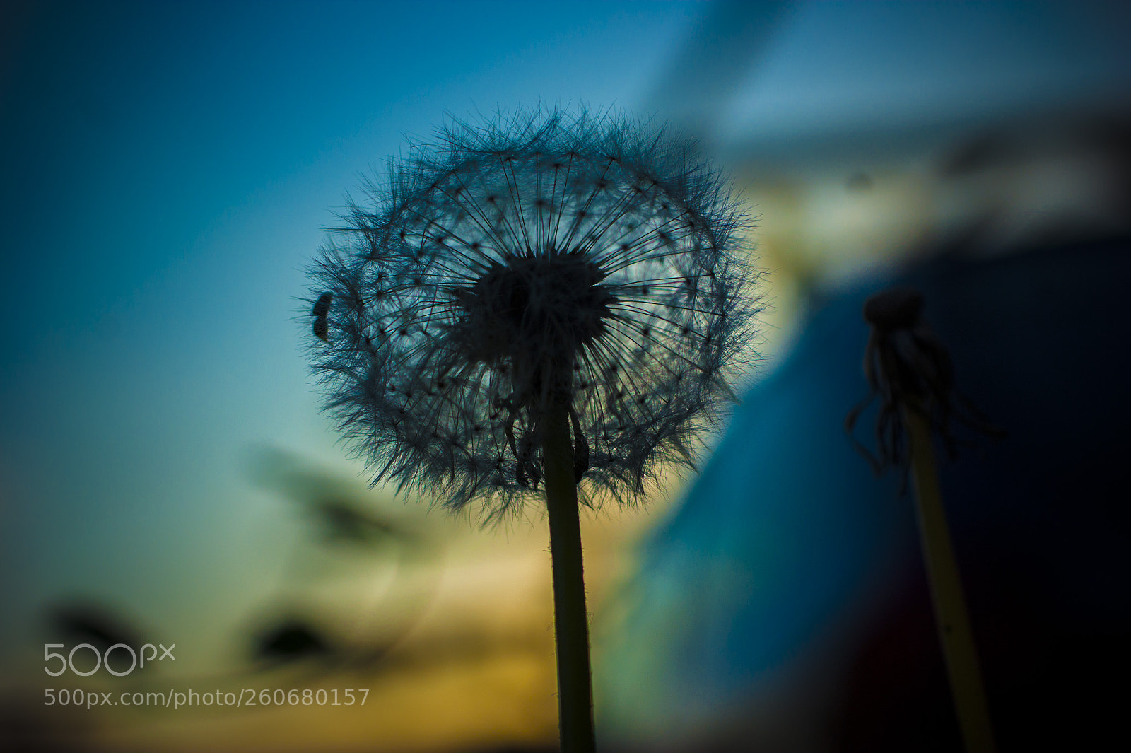Sony Alpha DSLR-A350 sample photo. Untitled photography
