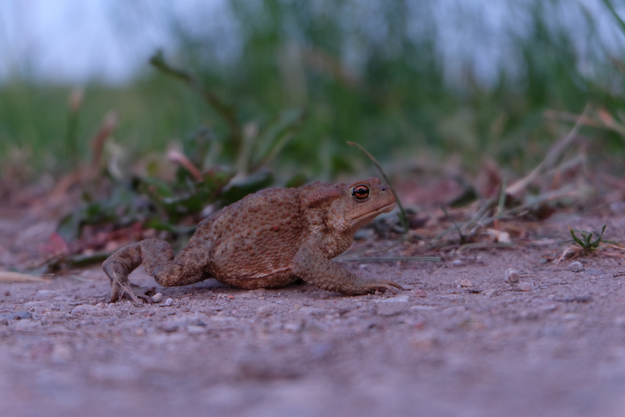 Fujifilm X-A1 sample photo. Just a frog, not crazy, but ugly photography