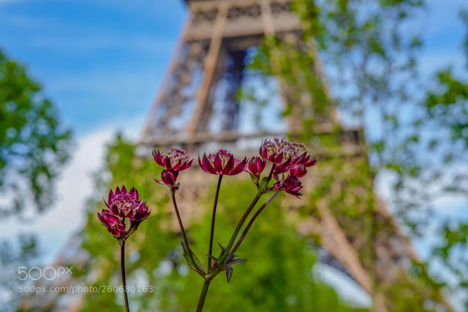 Sony a7R III sample photo. A simple flower photography