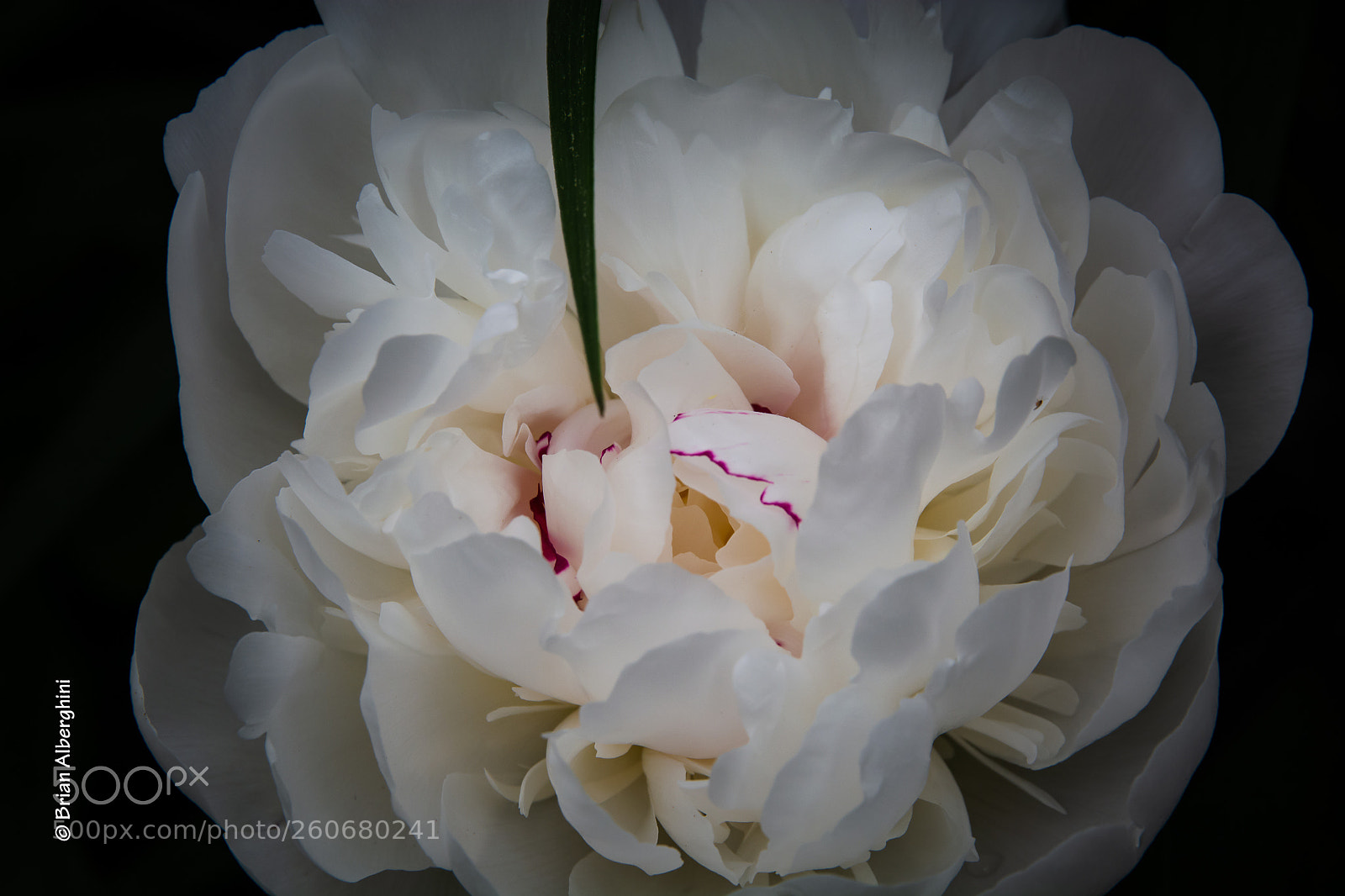 Nikon D7100 sample photo. Peony #4 photography