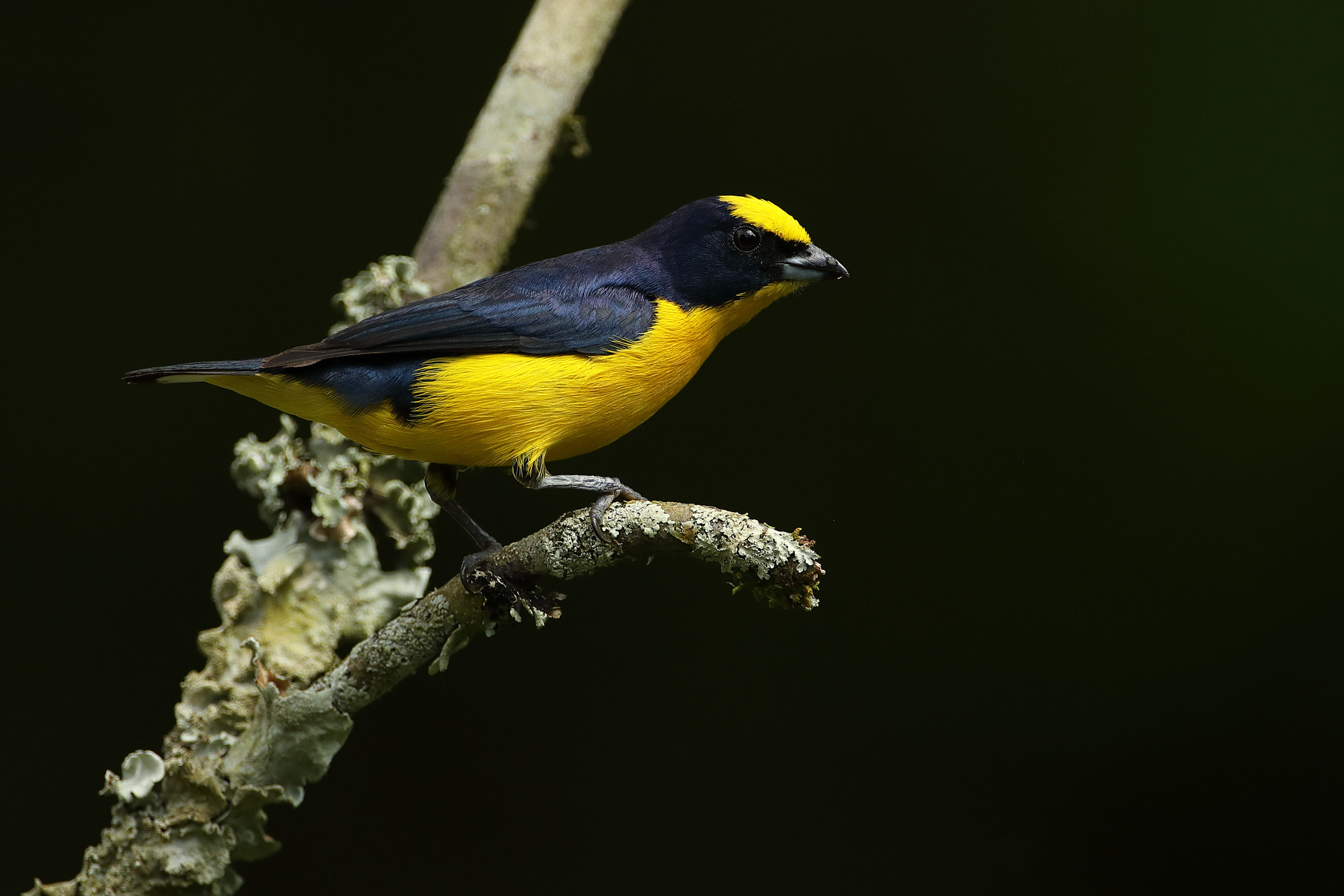 Canon EF 500mm F4L IS USM sample photo. Thick-billed euphonia - euphonia laniirostris photography