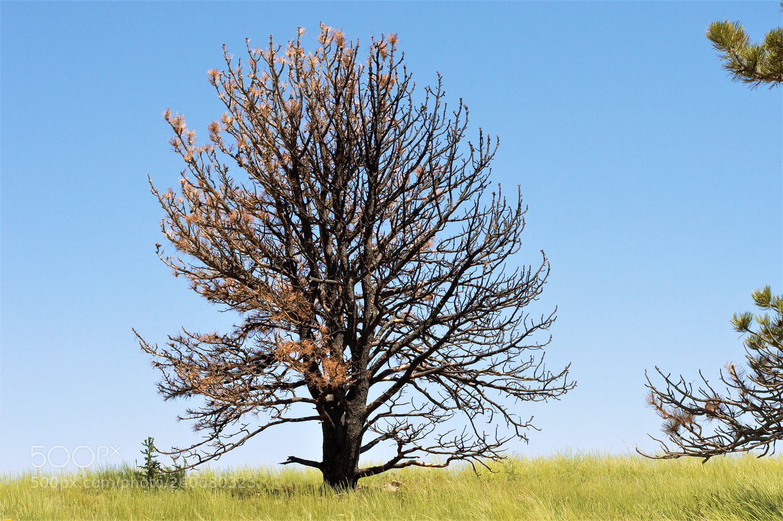 Nikon D3200 sample photo. Encore photography