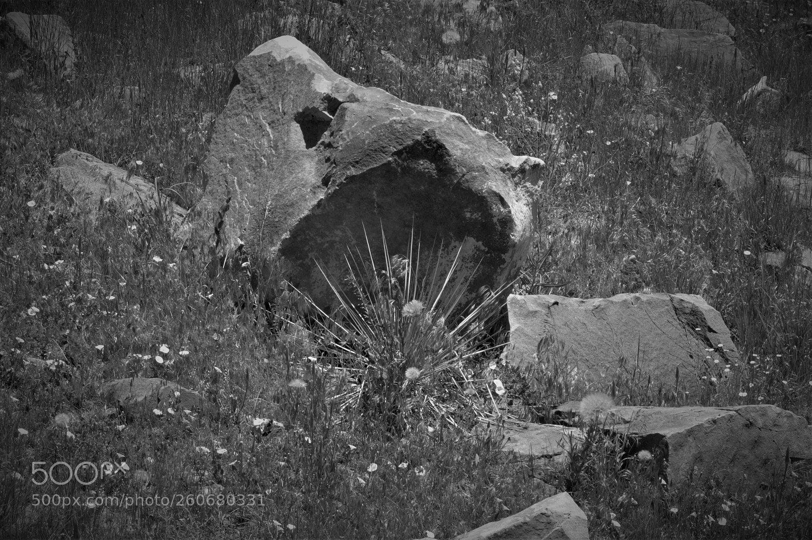 Nikon D3200 sample photo. Boulder field bouquet photography