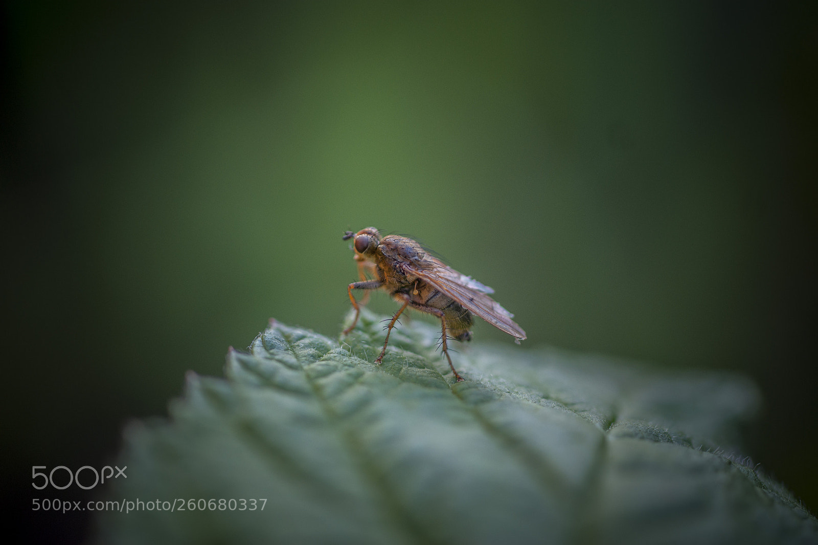 Sony Alpha DSLR-A350 sample photo. Untitled photography