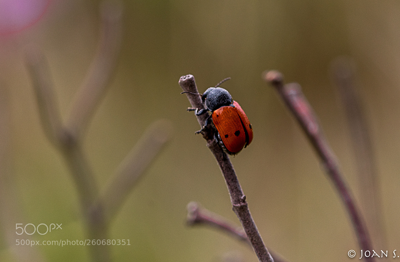 Canon EOS 80D sample photo. Coccinellidae photography