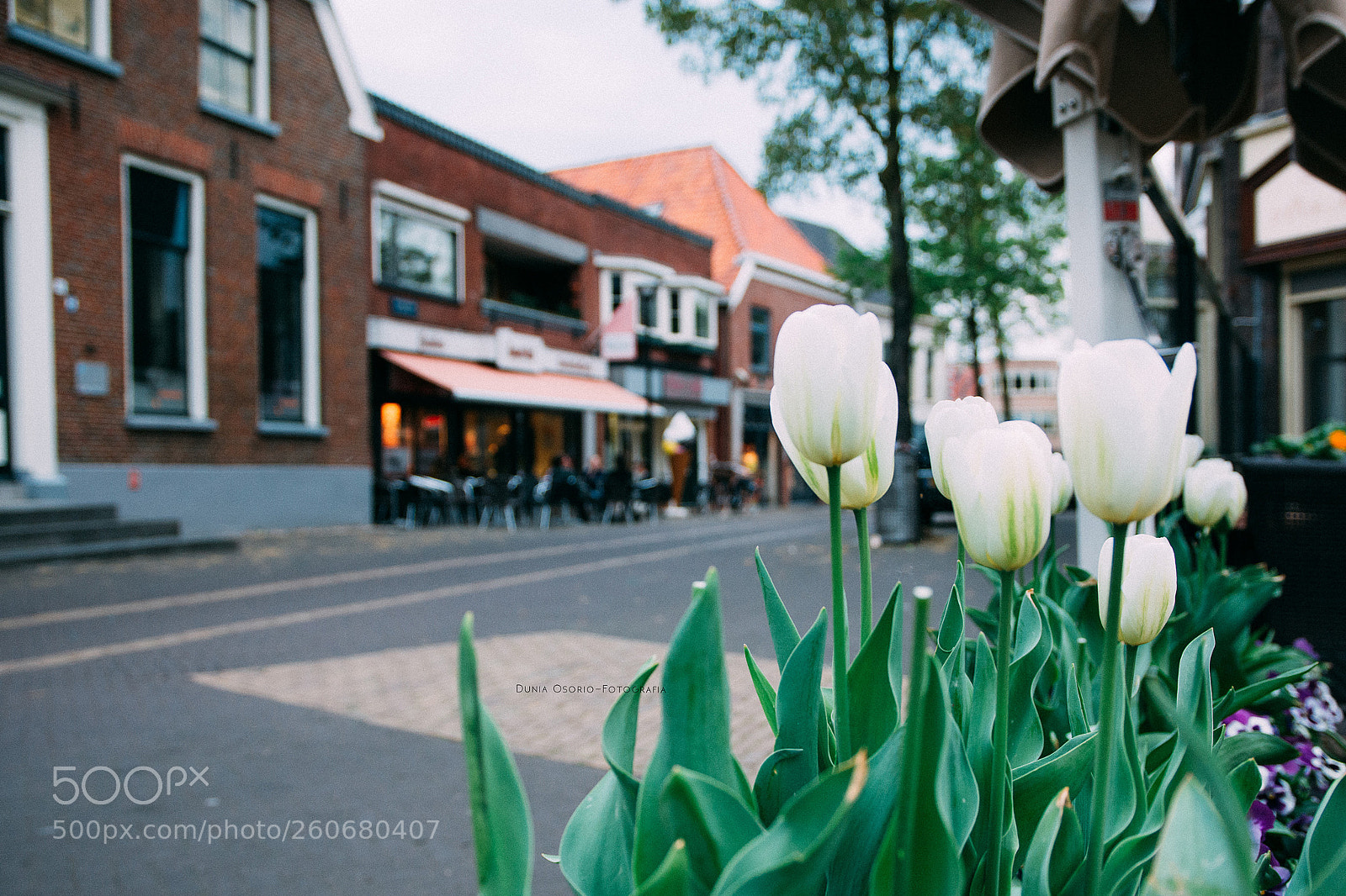 Nikon D7200 sample photo. Tulips in netherlands photography