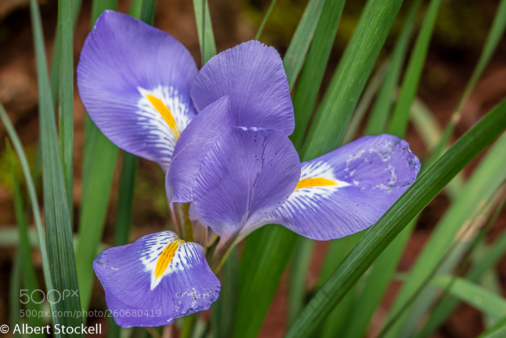 Nikon D750 sample photo. Iris (iris sibirica) photography