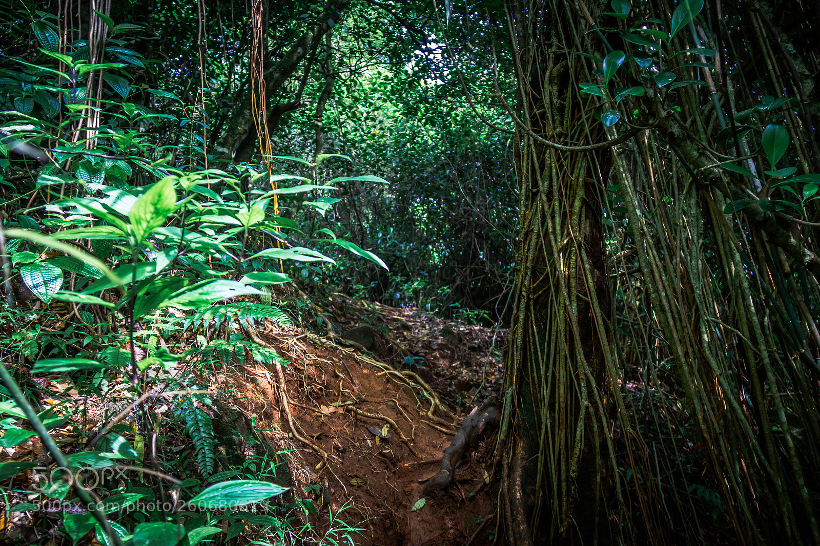 Canon EOS 600D (Rebel EOS T3i / EOS Kiss X5) sample photo. Jungle trail below rakshagala photography