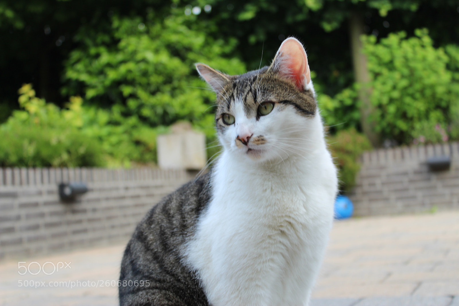 Canon EOS 1300D (EOS Rebel T6 / EOS Kiss X80) sample photo. Cat photography