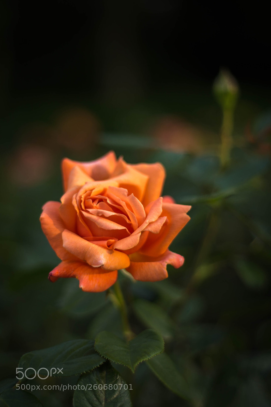 Canon EOS 6D sample photo. Tanned photography