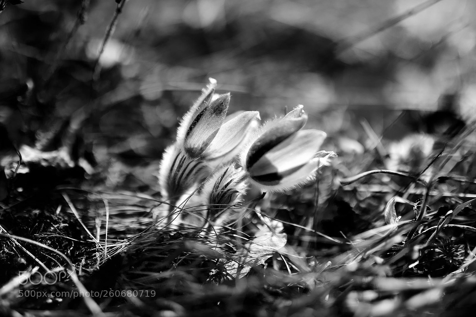 Canon EOS 6D sample photo. Pulsatilla b&w photography
