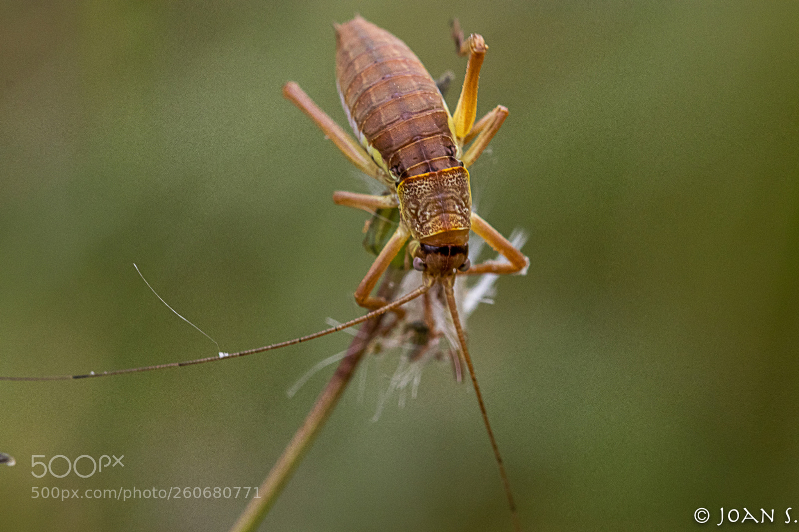 Canon EOS 80D sample photo. Gryllidae photography