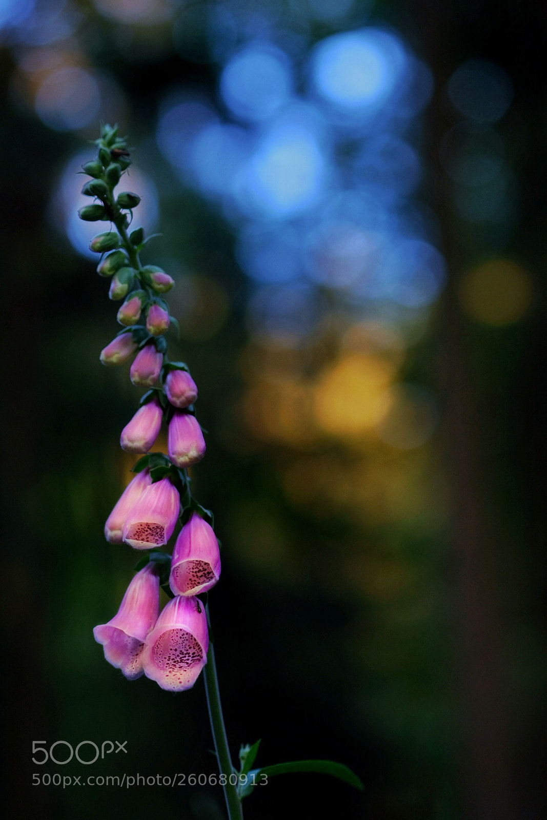 Fujifilm X-T2 sample photo. Foxglove photography