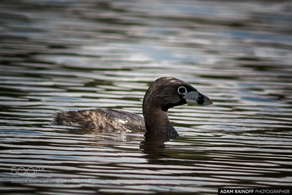 Canon EOS 70D sample photo. Pied-billed grebe cameguadua chinchina photography