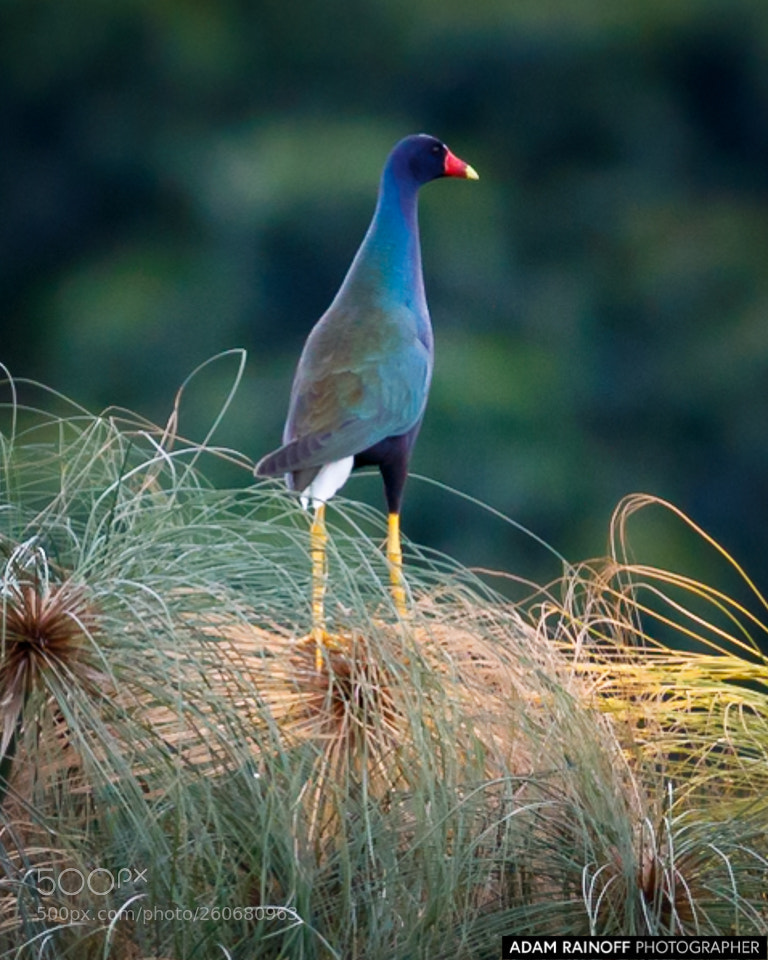 Canon EOS 70D sample photo. Purple gallinule cameguadua chinchina photography