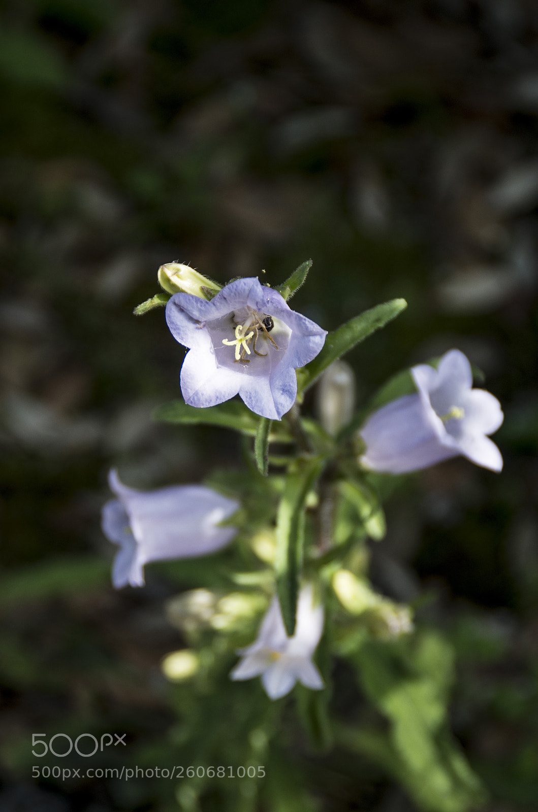 Pentax K-30 sample photo. Campanule photography