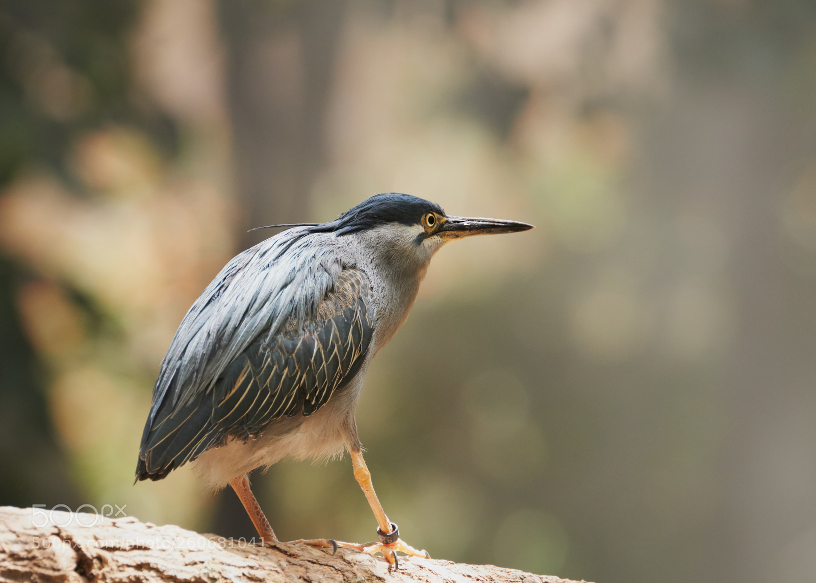 Fujifilm X-H1 sample photo. Night heron photography