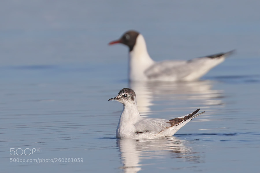 Canon EOS 7D Mark II sample photo. Little gull photography