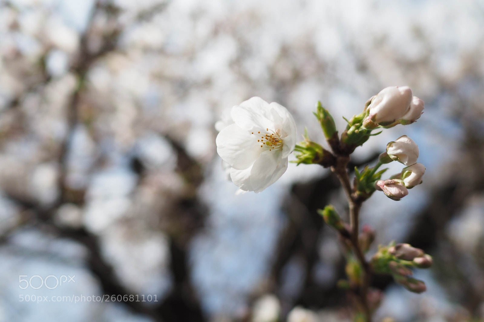 Olympus OM-D E-M5 II sample photo. Sakura likes spring  photography