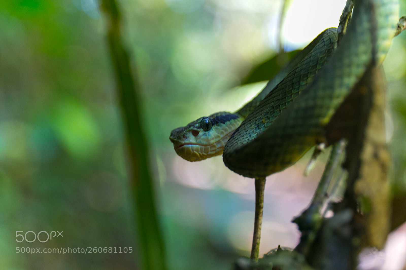 Canon EOS 6D sample photo. Змея photography