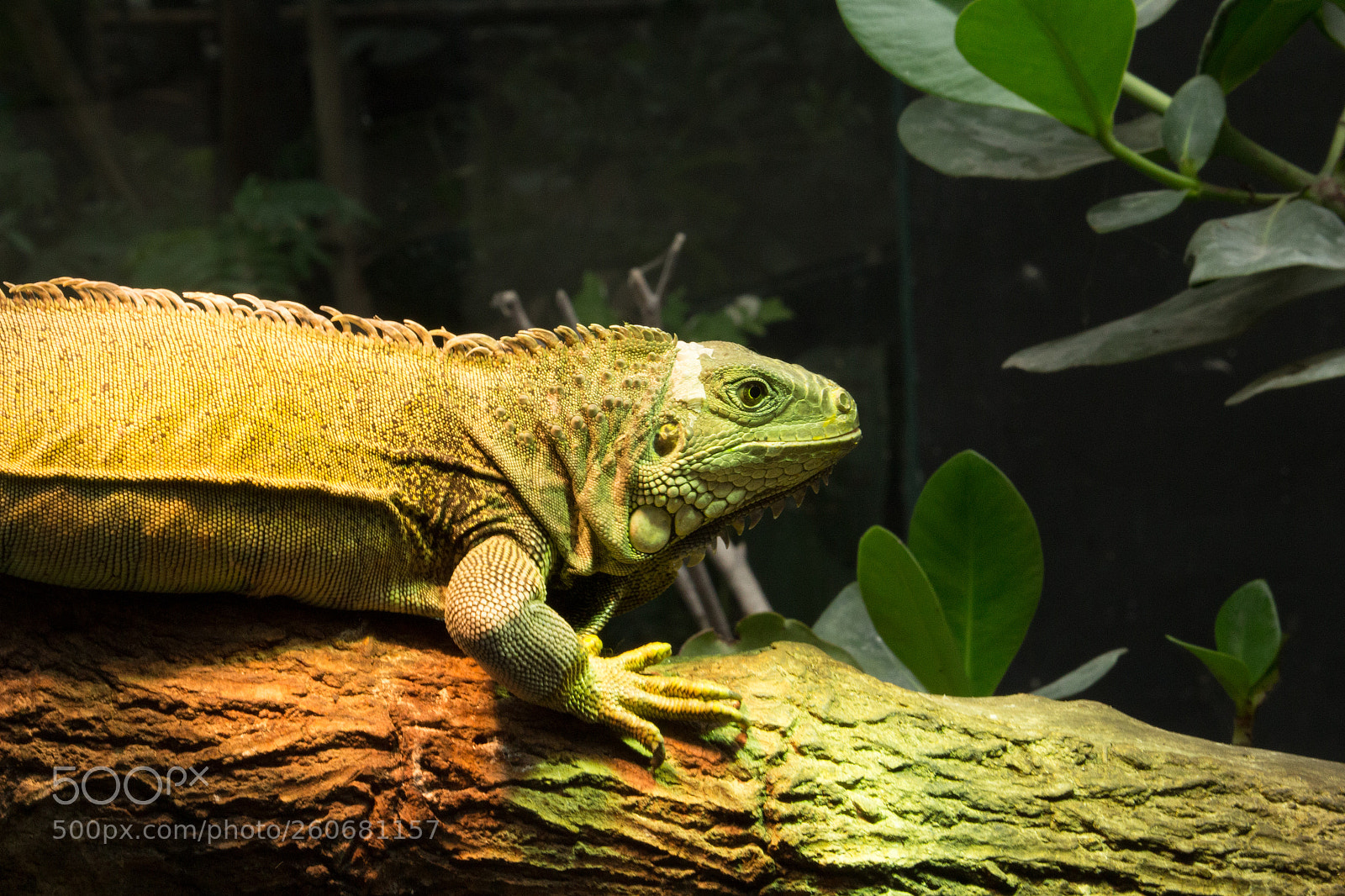 Canon EOS 100D (EOS Rebel SL1 / EOS Kiss X7) sample photo. Iguane photography