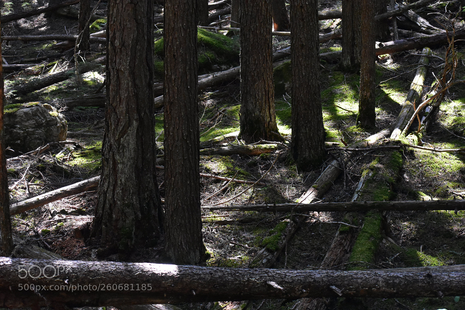 Nikon D3400 sample photo. Fallen forest photography