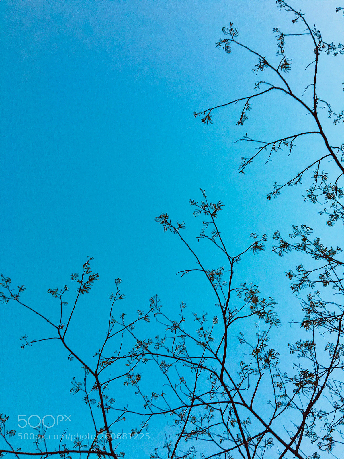Apple iPhone 6s sample photo. Mimosa at dusk photography