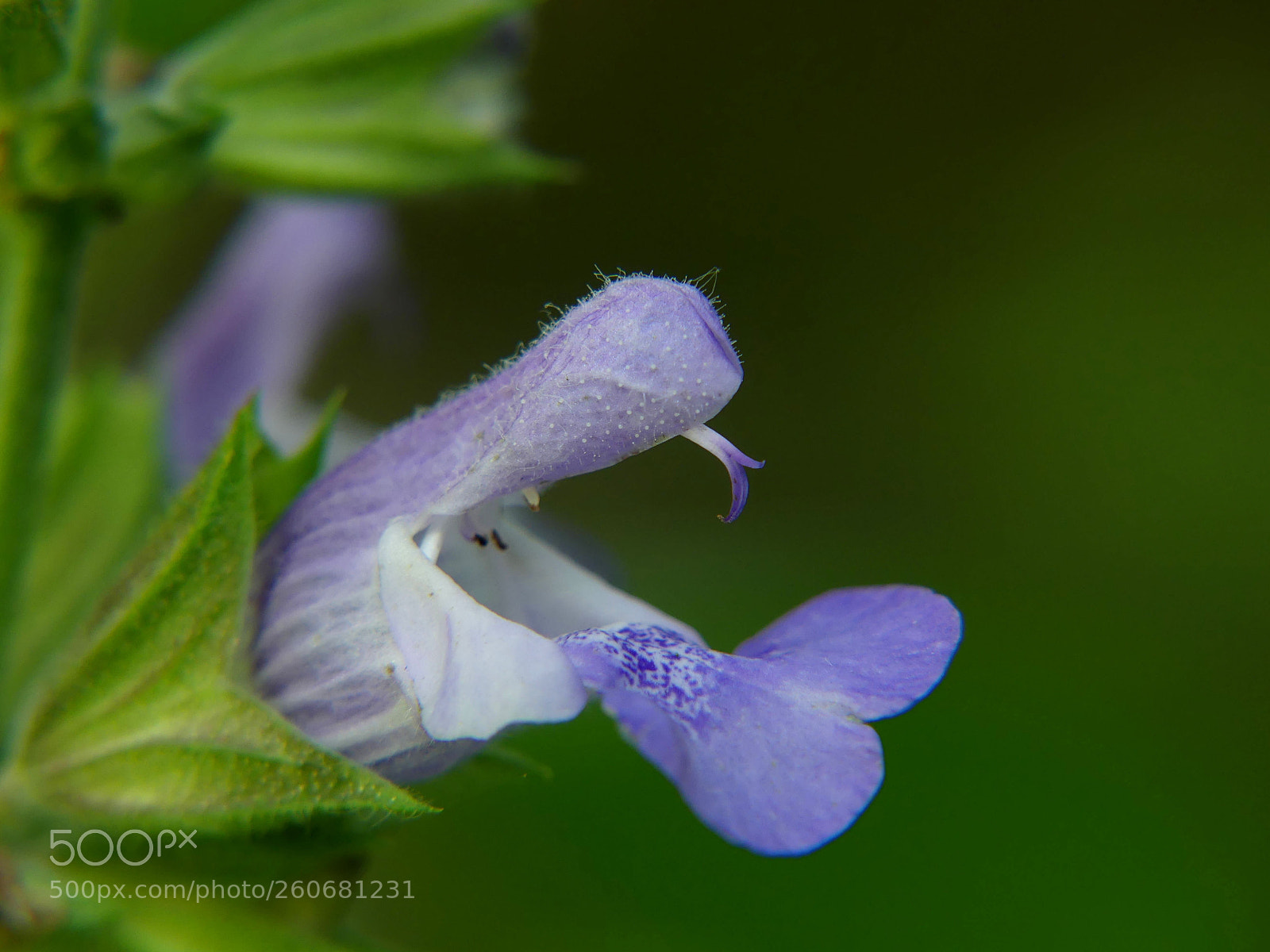 Panasonic Lumix DMC-FZ300 sample photo. Sage flower or snake ? photography