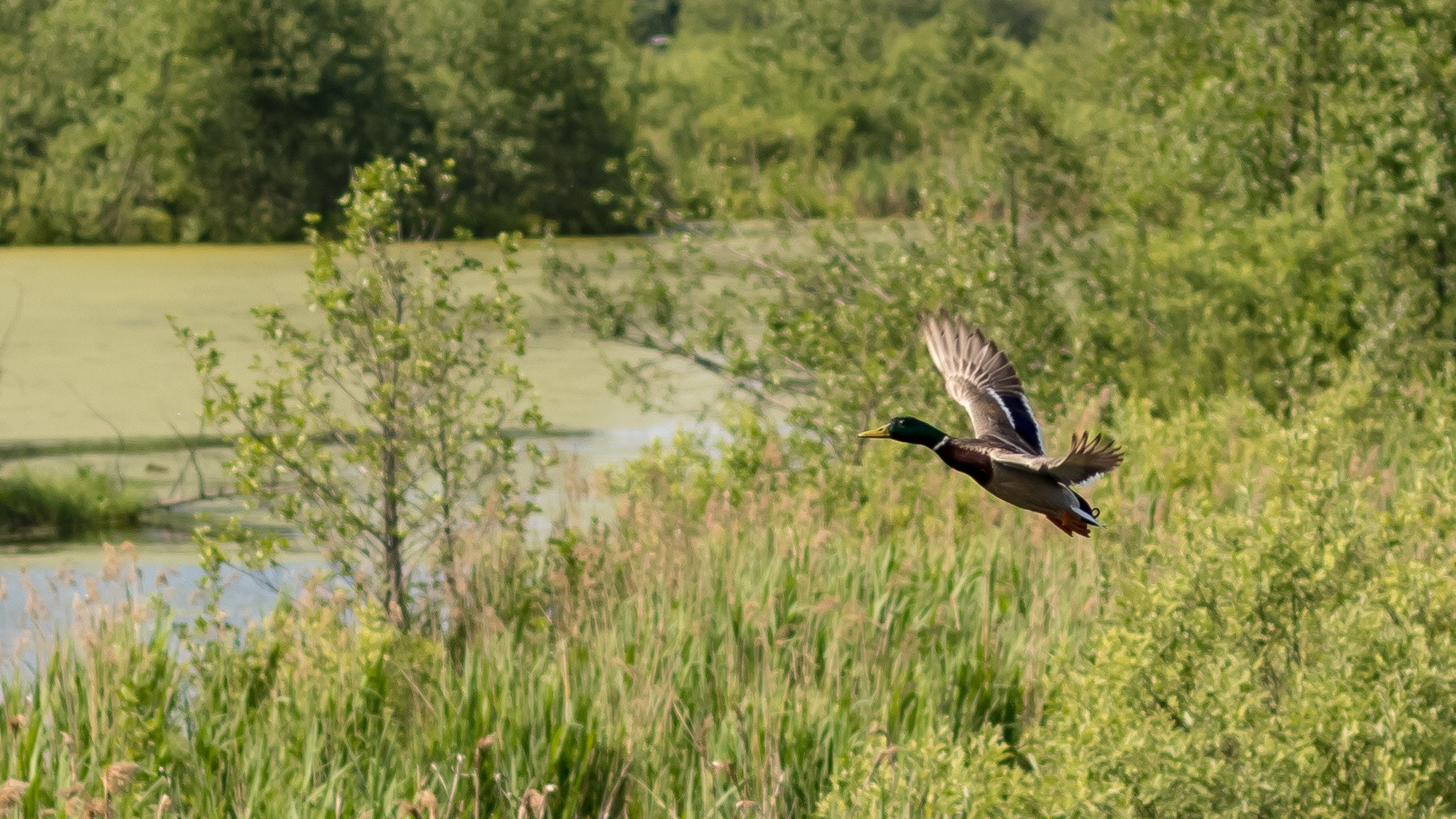 Canon EOS M6 sample photo. Duck photography