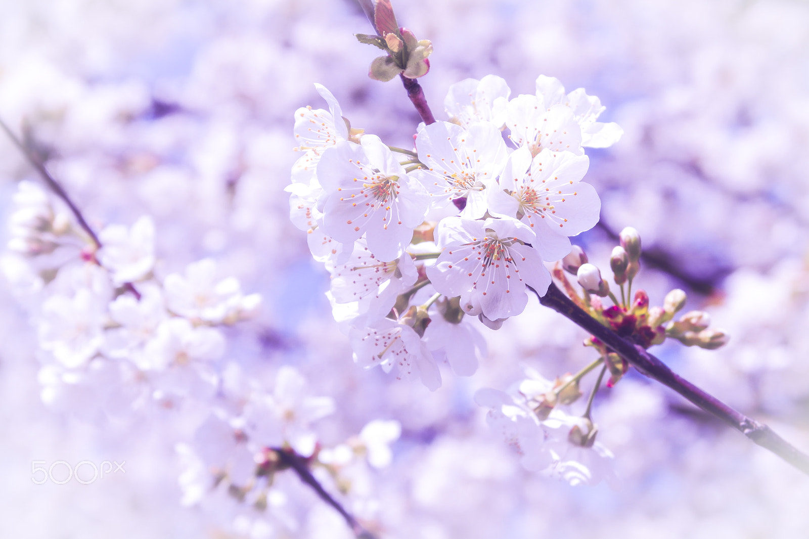 Samsung NX1000 sample photo. Fruit blossom 4.0 photography