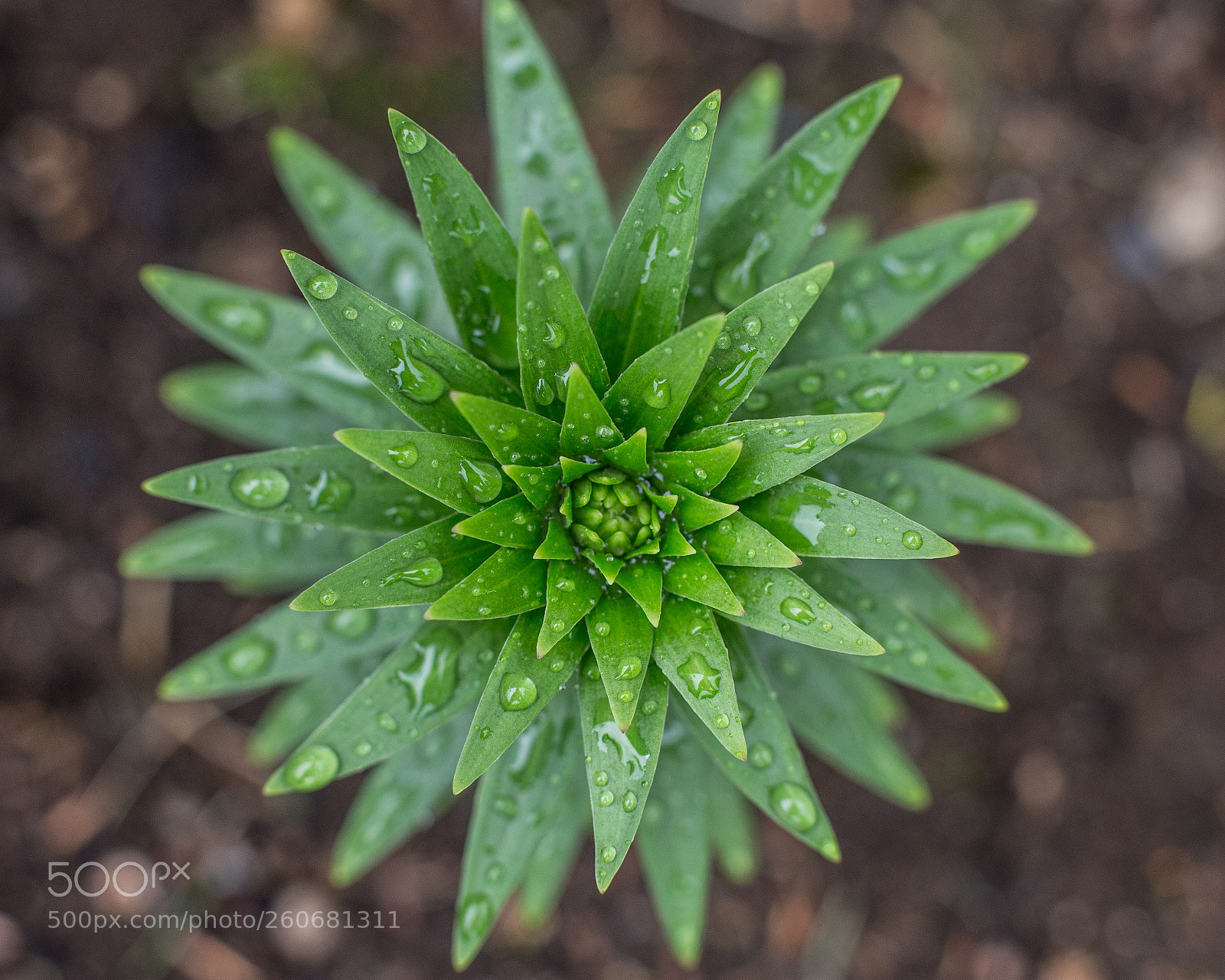 Canon EOS 6D sample photo. Growing photography