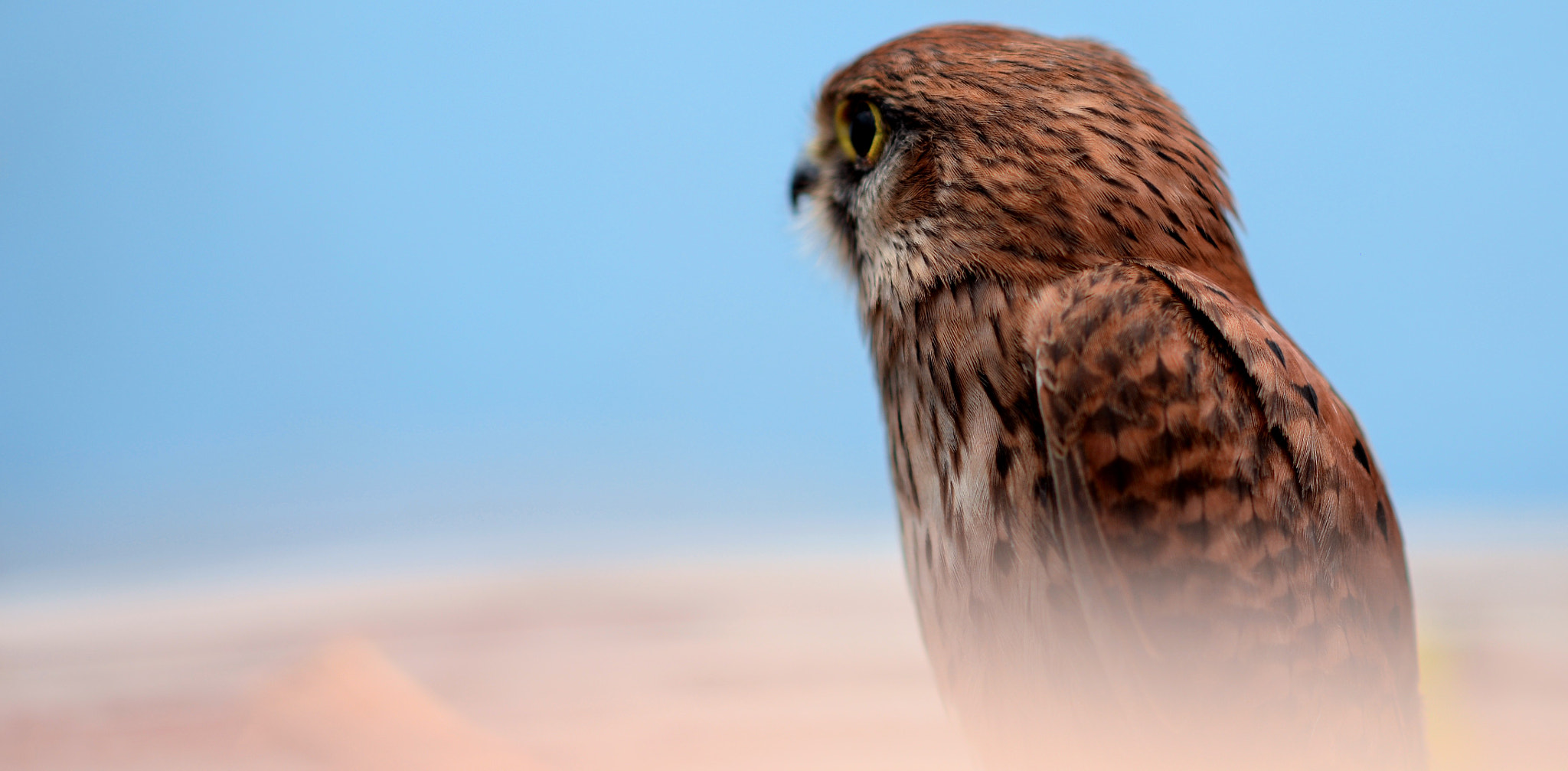 Nikon AF-S Nikkor 85mm F1.8G sample photo. Common kestrel photography