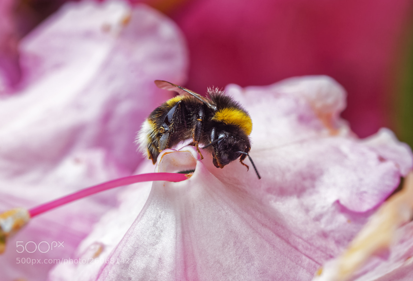 Canon EOS 5DS R sample photo. Bee clean photography