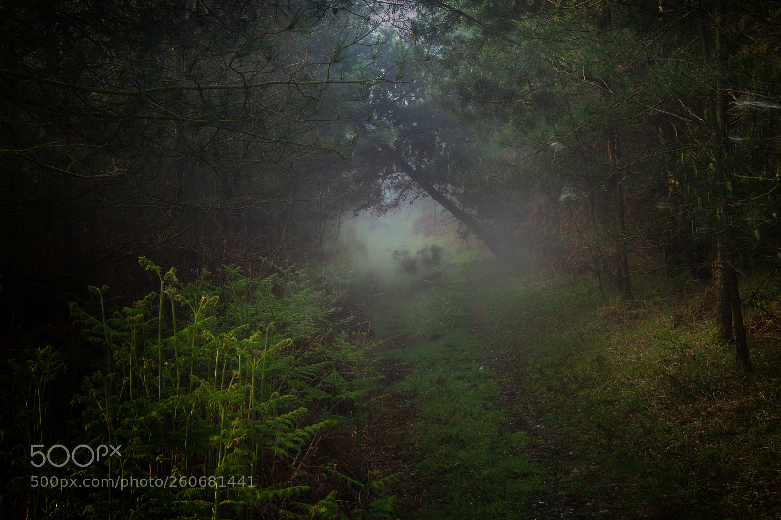 Nikon D7200 sample photo. Lair photography
