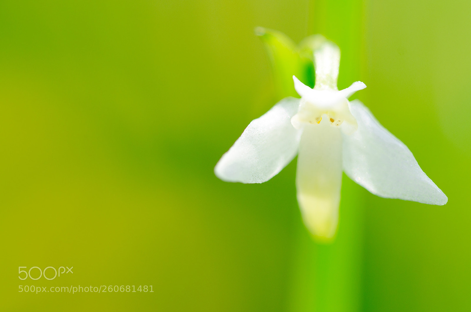 Nikon D5100 sample photo. Solo photography