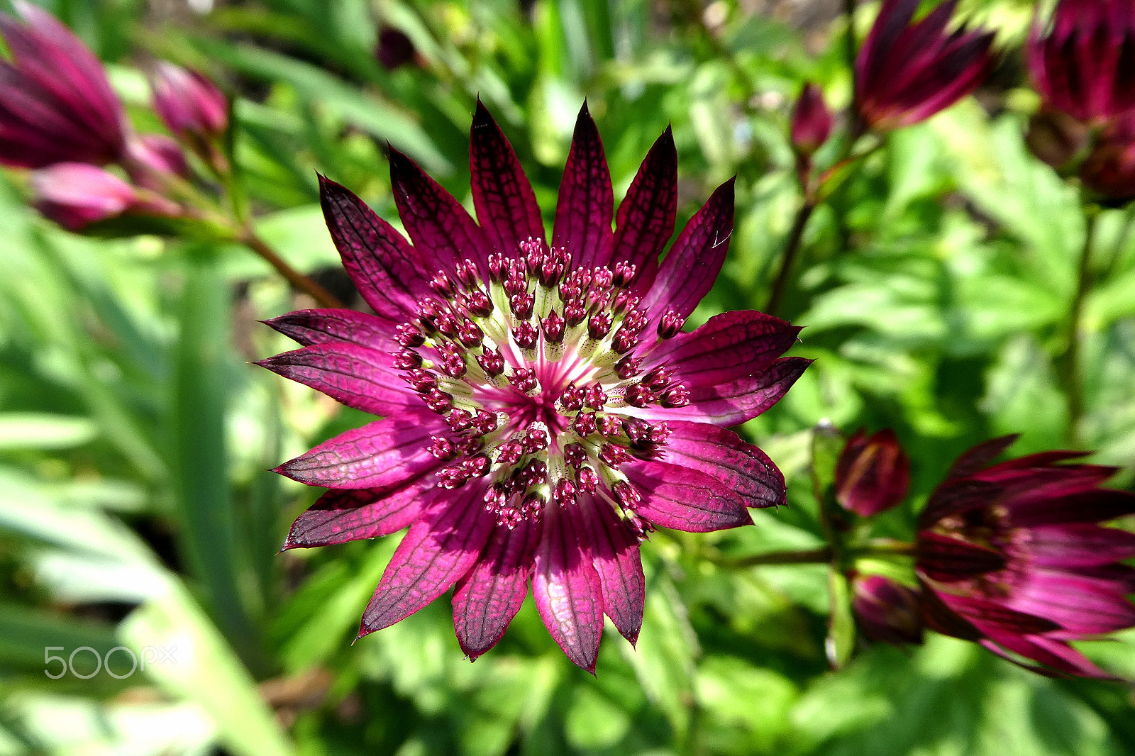 Panasonic Lumix DMC-ZS60 (Lumix DMC-TZ80) sample photo. Astrantia photography