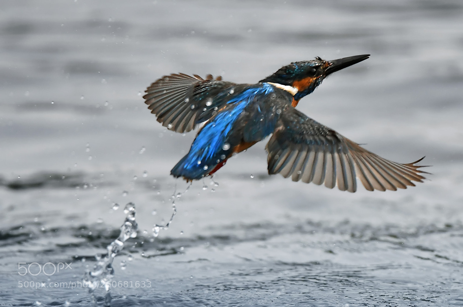 Nikon D500 sample photo. Martino post tuffo photography