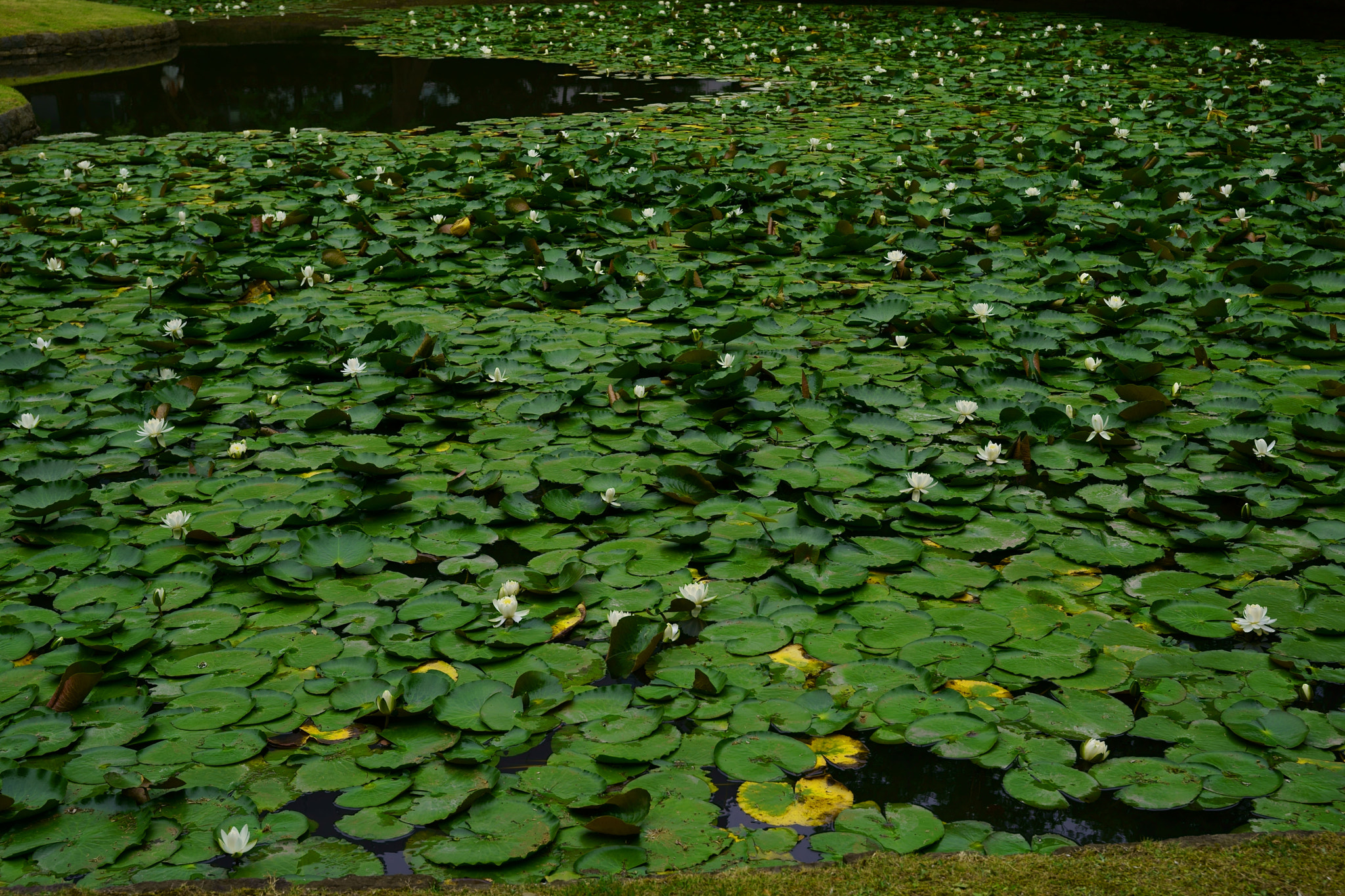 Sony a9 sample photo. Leaves of water photography