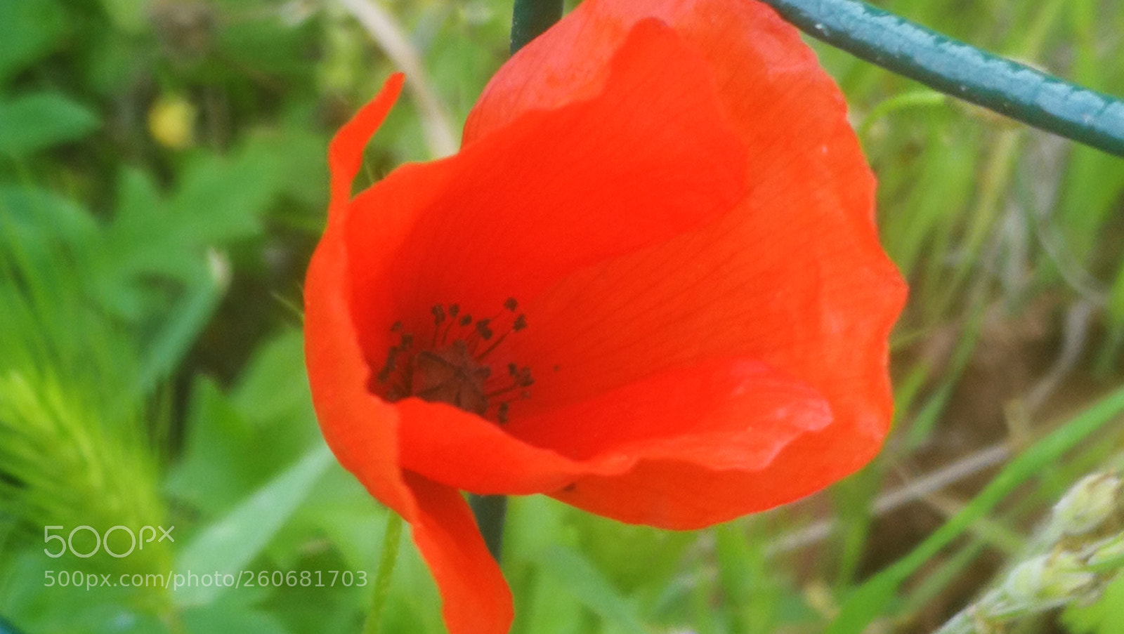 HUAWEI P10 sample photo. Red flower ? photography