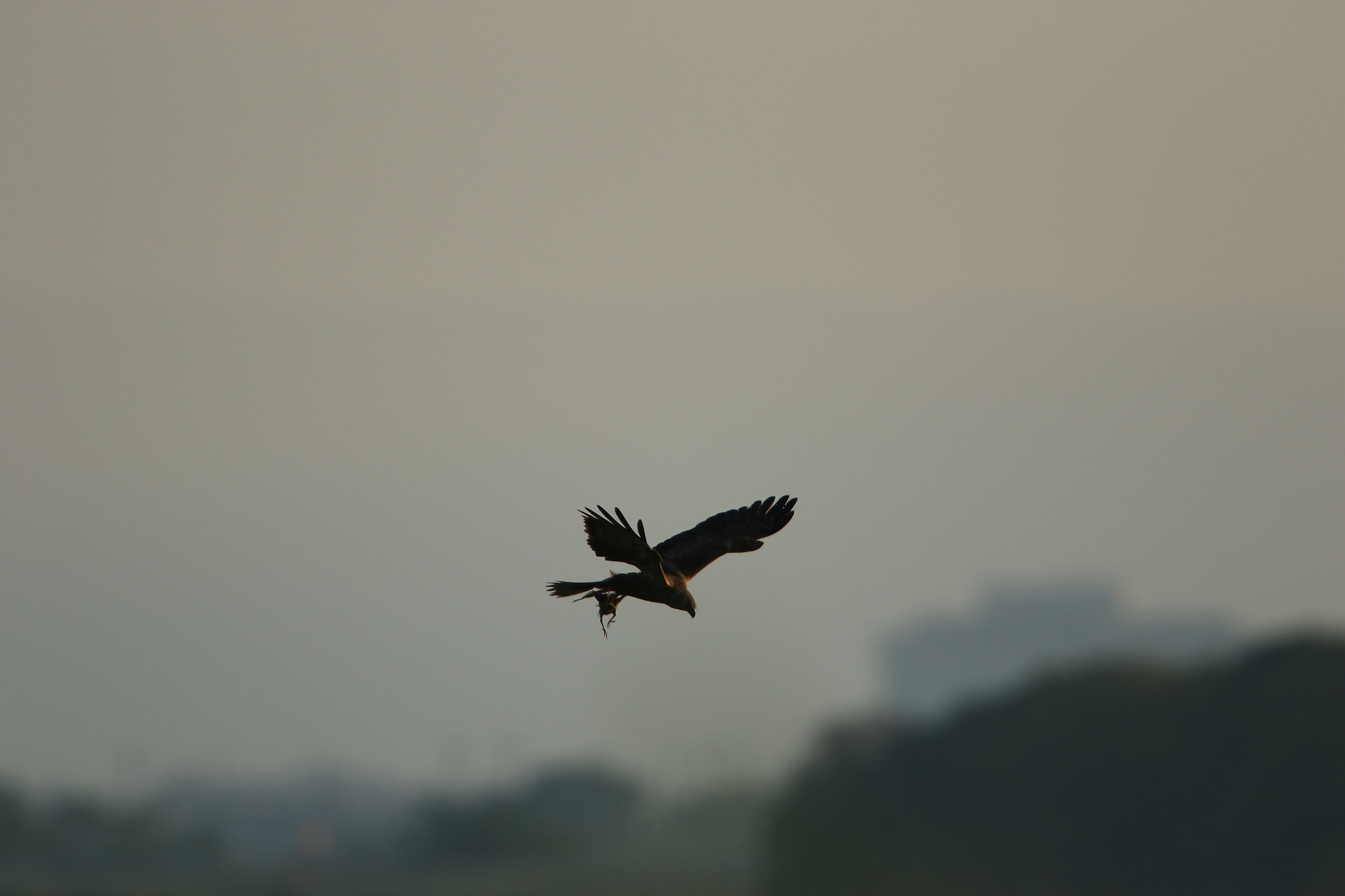 Canon EF 400mm F2.8L IS USM sample photo. 夜明け  eastern marsh harrier photography