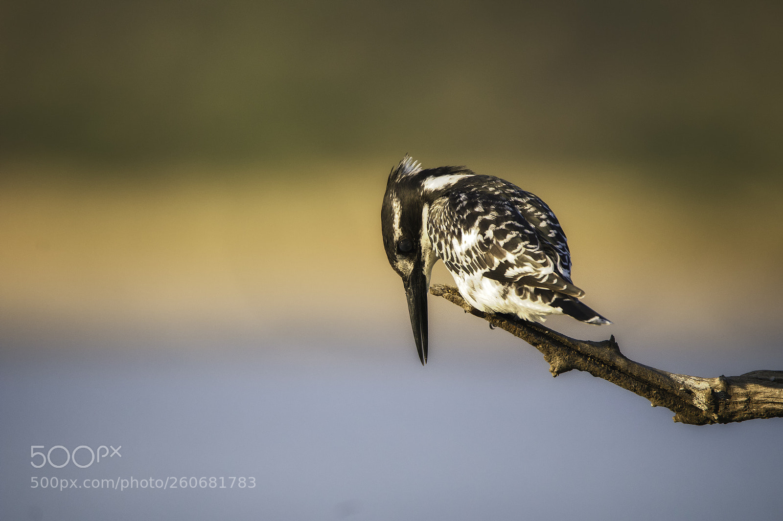 Canon EOS 70D sample photo. Pied kingfisher photography
