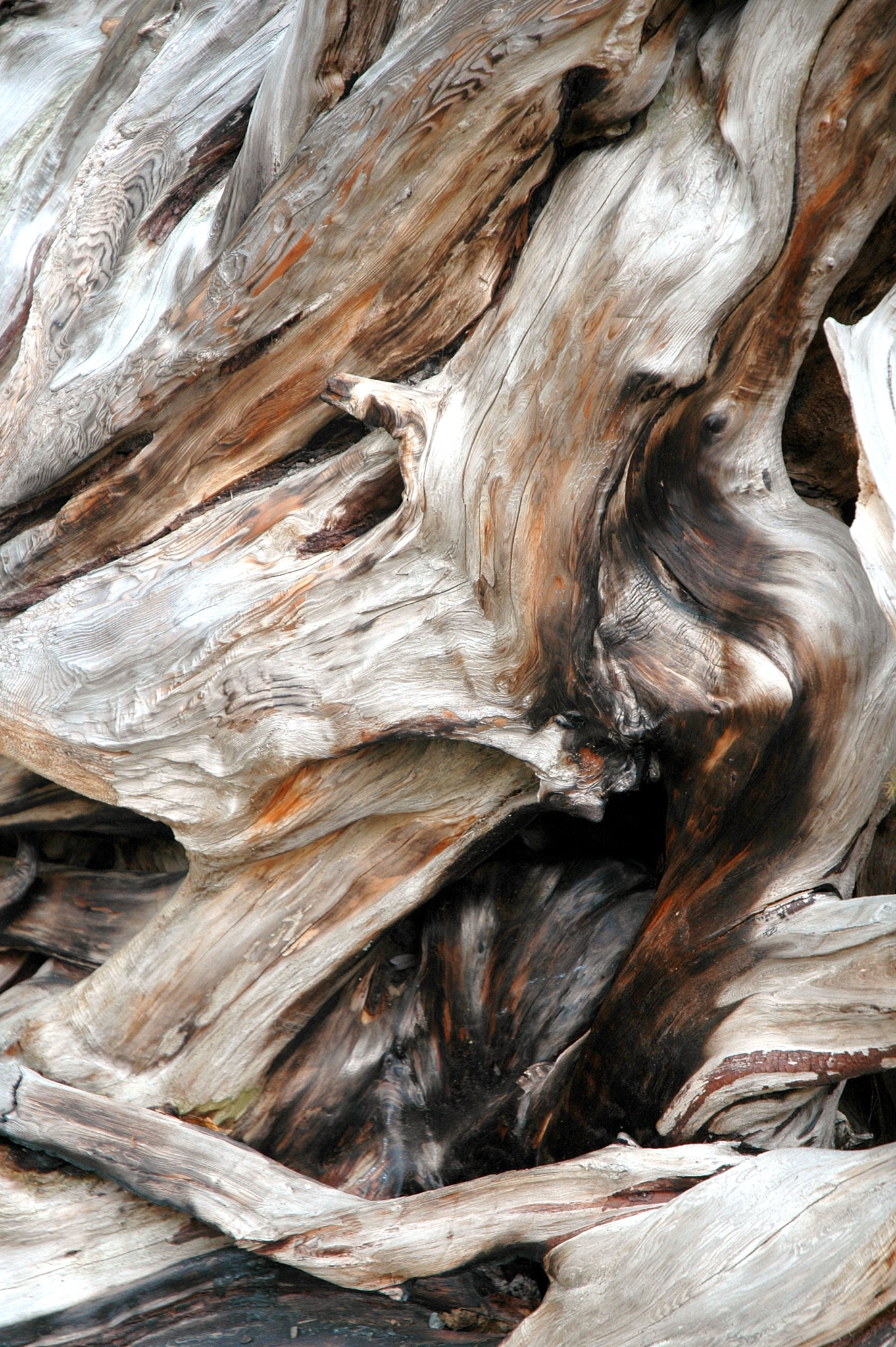 Nikon D70 sample photo. Tree roots abstract. photography